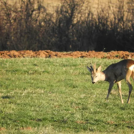 Trnje Oda ve Kahvaltı 3*