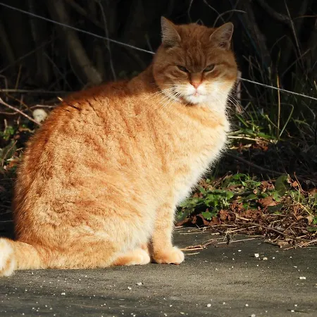 ベッド・アンド・ブレックファスト Trnje ピフカ