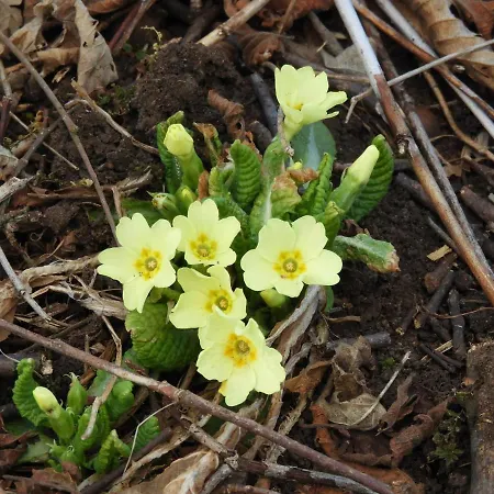 ベッド・アンド・ブレックファスト Trnje