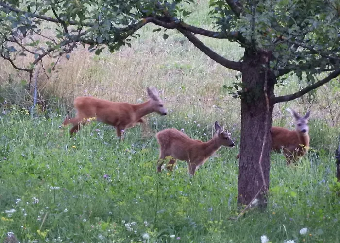Nočitev z zajtrkom Trnje Pivka