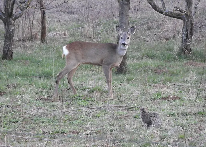Nočitev z zajtrkom Trnje Pivka