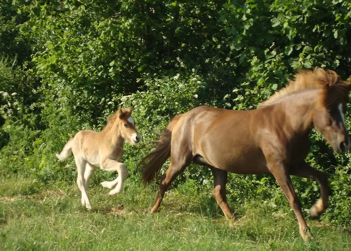 فندق مبيت وإفطار Trnje 3*