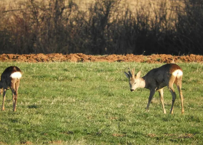 Trnje Nočitev z zajtrkom 3*
