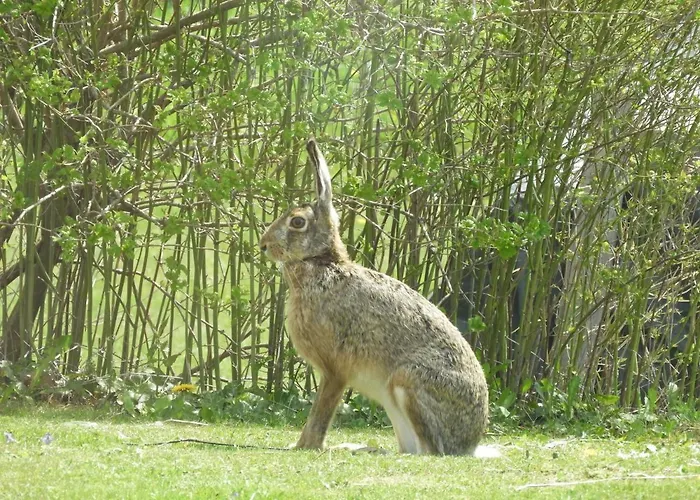 Bed & Breakfast Trnje Pivka