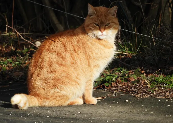 فندق مبيت وإفطار Trnje بيفكا